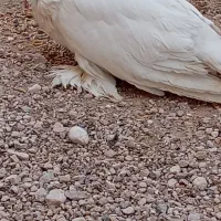 کفتر|پرنده|اسیر, |دیوار