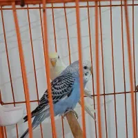 یک جفت مرغ عشق نره و ماده جوان و بسیار زیبا