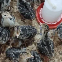 جوجه بوقلمون نژاد برنز انگلیس ۱۸روزه