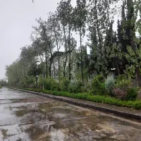 فروش چوب درخت صنوبر مرغوب