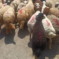 نازلترین قیمت گوسفند مغان کردستانی زنده قصاب مجرب|حیوانات مزرعه|تهران, ستارخان|دیوار