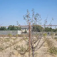 فروش-زمین-چسب-بافت-در-سهیلیه-روستای-دولت-اباد