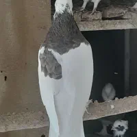 طوق سوسنی|پرنده|استهبان, |دیوار