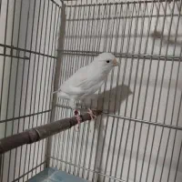 فروش فوری یک جفت قناری آماده،نروماده|پرنده|تهران, تهرانسر شمالی|دیوار