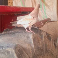 کله تاپ|پرنده|کارون, |دیوار