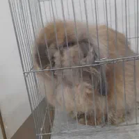 خرگوش کاملا سالم و خوشگل