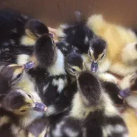 جوجه اردک خارجی