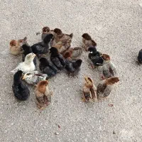 جوجه محلی خوب