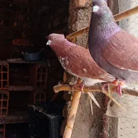 ی جفت کبوتر سرخ و گرگی کاکل