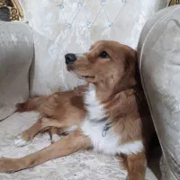 واگزاری سگ اشپیتز