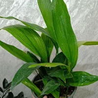 حراج ویژه نوروزی تزئینی