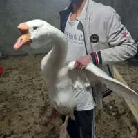 غاز محلی دو ساله و سه ساله|حیوانات مزرعه|ارومیه, |دیوار