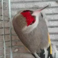 قناری سهره|پرنده|بوشهر, |دیوار