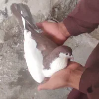 جفت نریک عددطوقی سیاه کاکل ویک چپ دم سرخ|پرنده|هامون, |دیوار