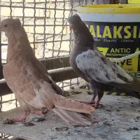 جوجه سینه ای|پرنده|حمیدیه, |دیوار