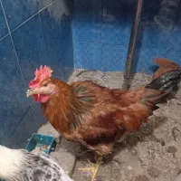 خروس