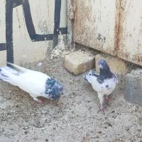 نرو ماده تک پر ساعتی|پرنده|شیراز, کاراندیش|دیوار