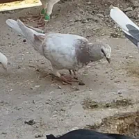 این کبوتر باخت کرده