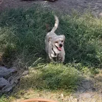 سگ پاکوتاه خیلی باهوش عاشق کودکان