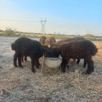 ۷راس بره پرواری درجه یک به شرط قیمت مناسب حراج