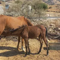 مادیان با کره|اسب و تجهیزات اسبسواری|دهدشت, |دیوار