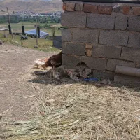 بچه بوربور