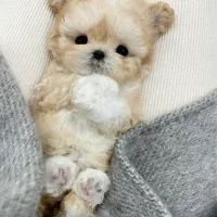 سک نژاد مالتیز کراس