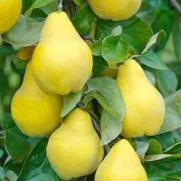 پیشفروش نهال به اونشاب لیبل دار
