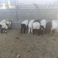 فروش بره ی نر