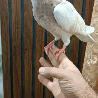 جوجه طوقی هفت رنگ