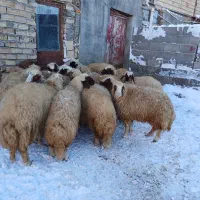 گوسفند سنجابی بره میش