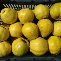 میوه به
