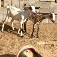 عربی بزغاله|حیوانات مزرعه|بروجرد, |دیوار