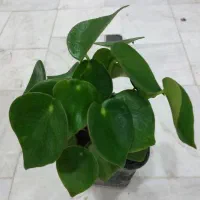 گل کالانکوئه.پپرومیا قطره باران. بلک گلد.درختچه