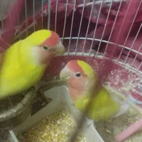 پرنده کوتوله برزیلی