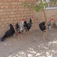 مرغ خروس گلین