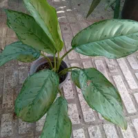 گل اگلونما|گل و گیاه طبیعی|لاهیجان, شهید آوینی|دیوار