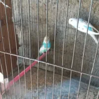 مرغ عشق|پرنده|آبدانان, |دیوار