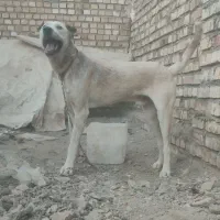 واگذاری سگ خراسانی نگهبان و گلگی|سگ|مشهد, احمدآباد|دیوار