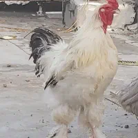 خروس