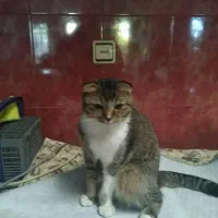 گربه اسکاتیش آروم وخانگی