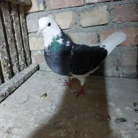 چند طوق کفتر