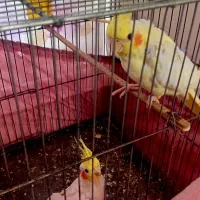 عروس هلندی جوان