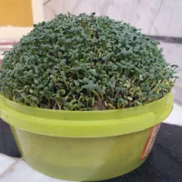 سبزه|گل و گیاه طبیعی|بروجرد, |دیوار