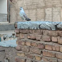 کبوتر