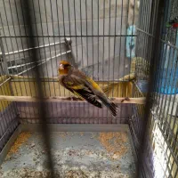 ((سهره قناری لر بخون))|پرنده|ری, شهادت|دیوار