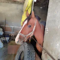 اسب نریان ۲۰ماه