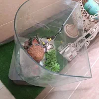 آکواریوم|ماهی|گرمدره, |دیوار