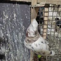 کفتر
