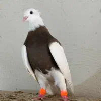 یدونه کبوتر طوقی ماده سرکه درشت